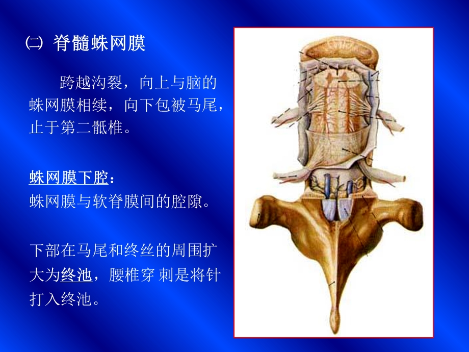 最新5脑和脊髓的被膜PPT文档.ppt_第3页