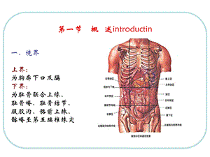 人体结构腹部PPT文档资料.ppt