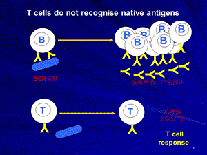 8抗原提呈细胞与抗原的处理及提呈文档资料.ppt