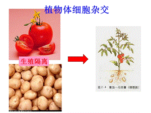 植物体细胞杂交技术授课用精选文档.ppt