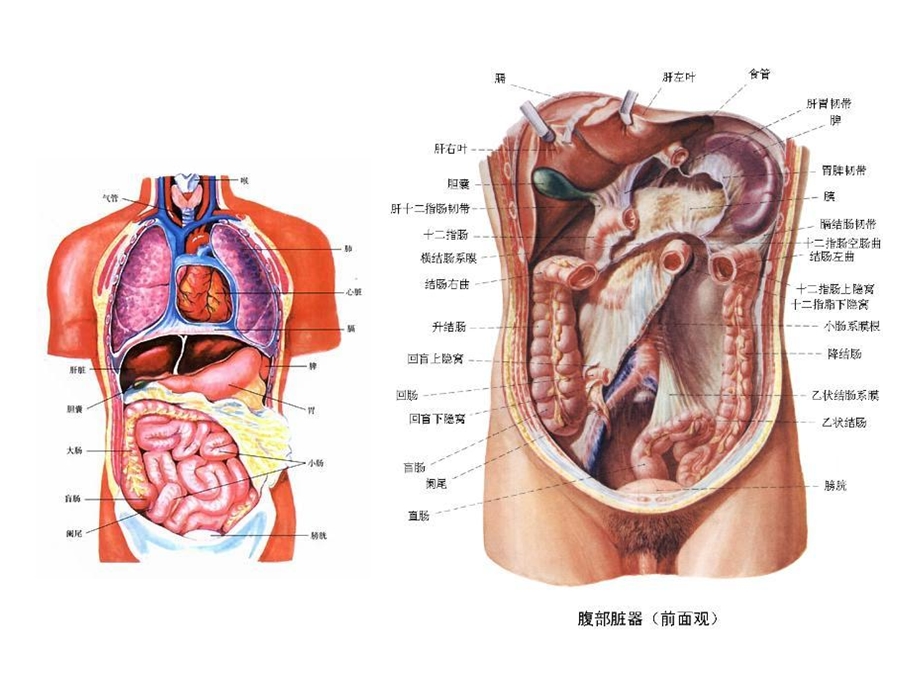 最新病毒性肝炎的预防和治疗PPT文档.ppt_第1页