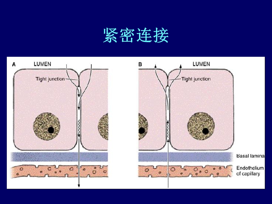 第十四章细胞通讯和信号分子文档资料.ppt_第3页