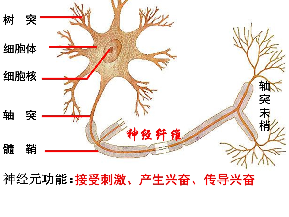 人教版教学课件21通过神经系统的调节PPT文档.ppt_第2页