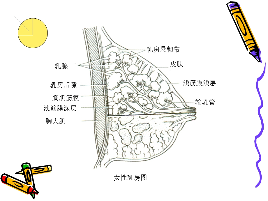 局解胸前区浅层解剖文档资料.ppt_第2页