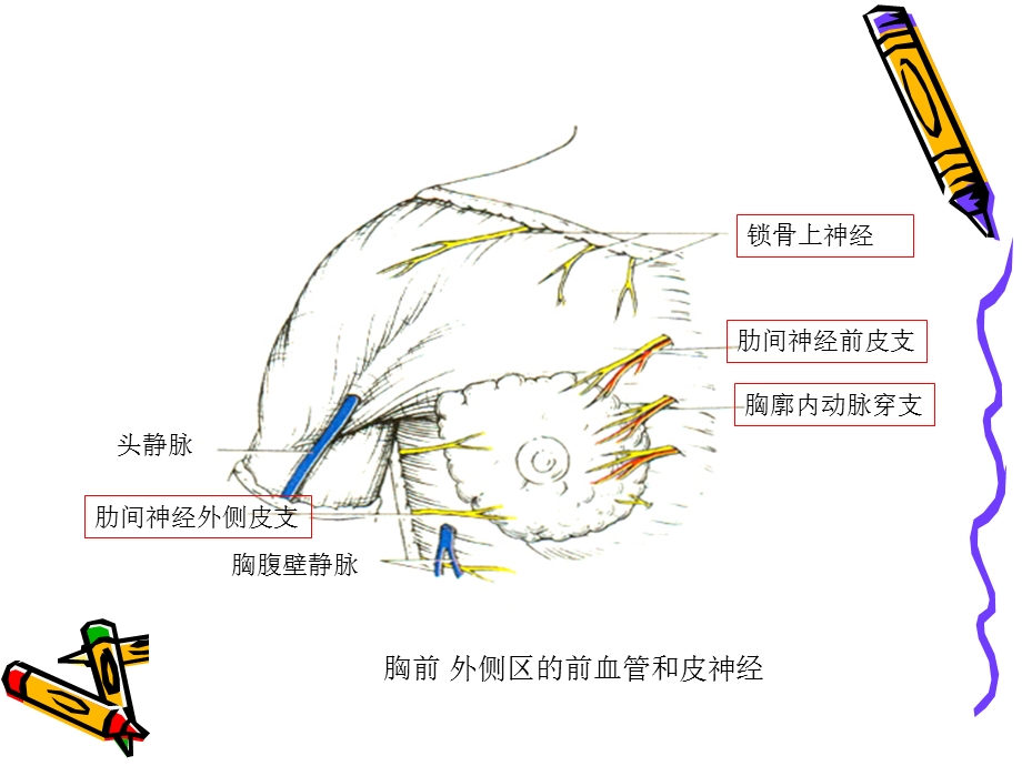 局解胸前区浅层解剖文档资料.ppt_第3页