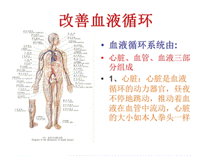 改善血液和淋巴液循环文档资料.ppt