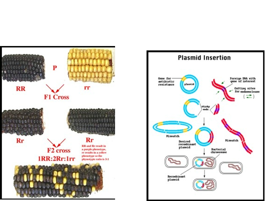 第五章植物基因工程ppt课件名师编辑PPT课件.ppt_第2页