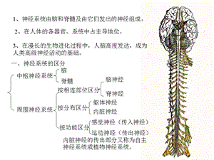 最新：神经系统总论、脊髓1文档资料.ppt