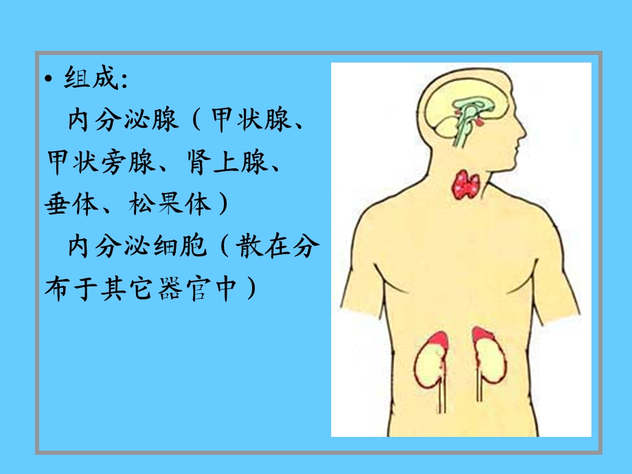 最新13内分泌系统PPT文档.ppt_第1页