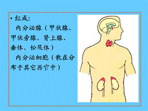 最新13内分泌系统PPT文档.ppt