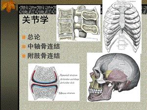 最新运动系关节学课件PPT文档.ppt