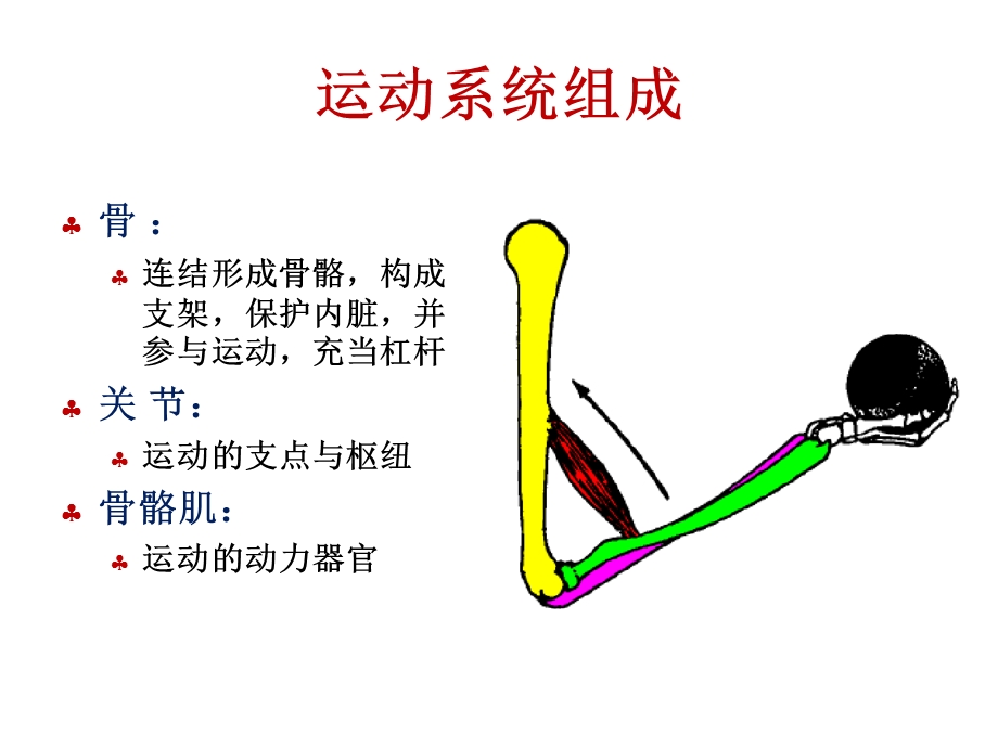 最新：解剖生理学骨学ppt课件文档资料.ppt_第1页