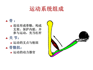 最新：解剖生理学骨学ppt课件文档资料.ppt