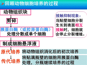 最新最新：(动物细胞工程2)文档资料PPT文档.ppt