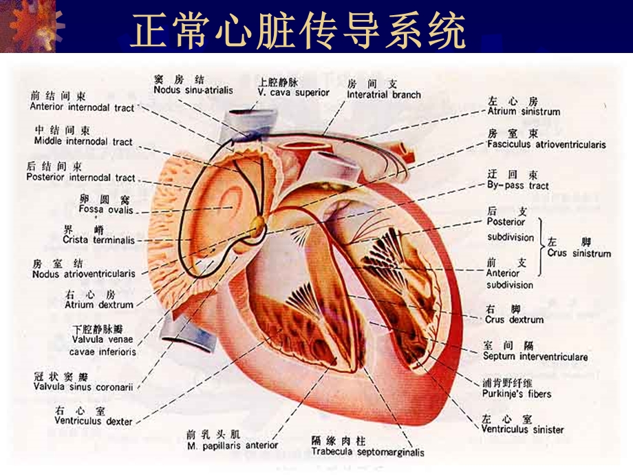 最新心电图甚本知识PPT文档.ppt_第2页