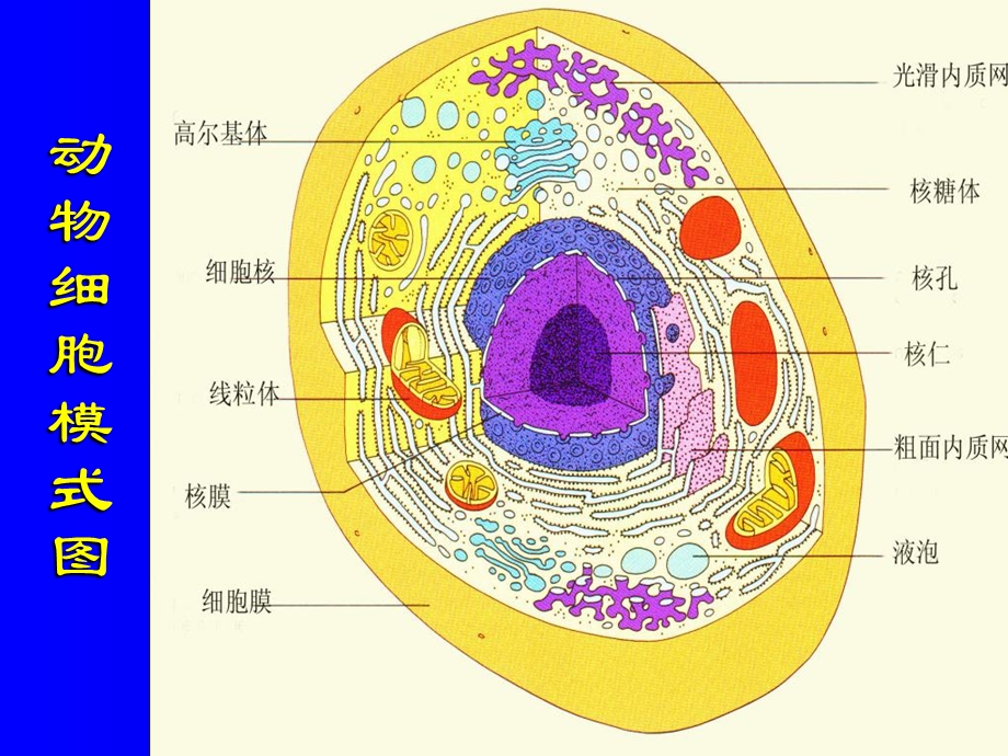 jingsai细胞精选文档.ppt_第3页