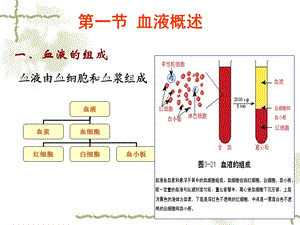 3第三章血液PPT文档.ppt