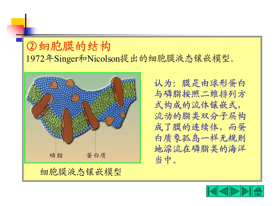 4第一章细菌23PPT课件.ppt_第2页