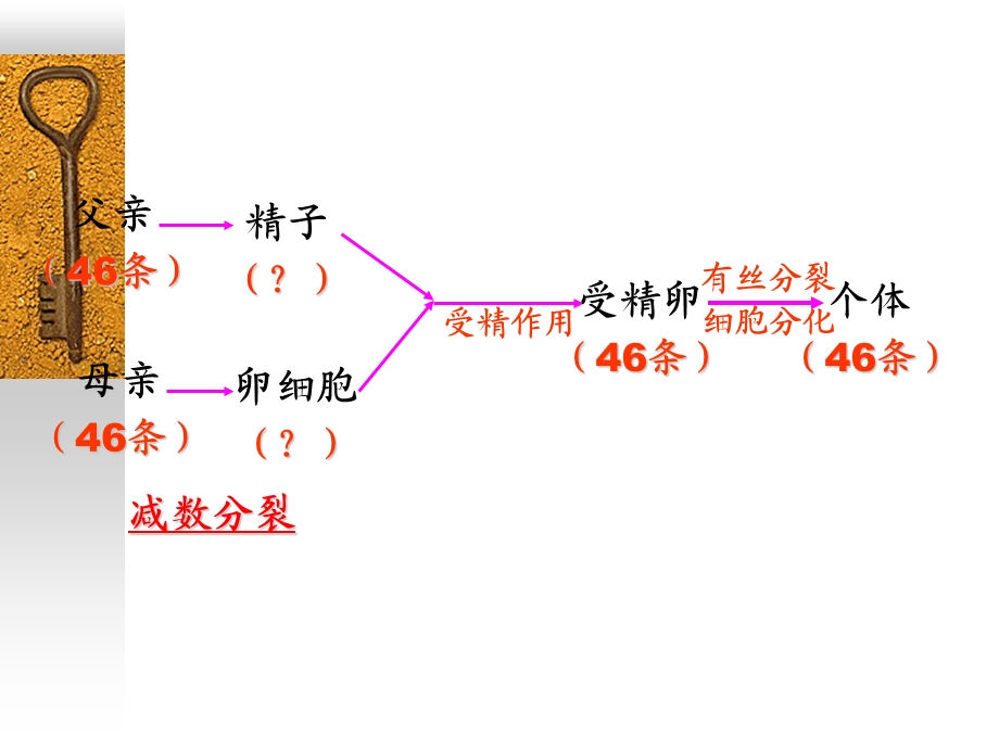 减数分裂和生殖细胞的形成精选文档.ppt_第1页