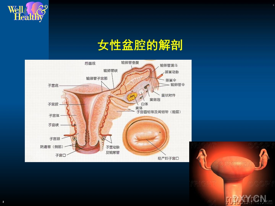 最新妇科保健讲座我该怎样呵护自己PPT文档.ppt_第2页