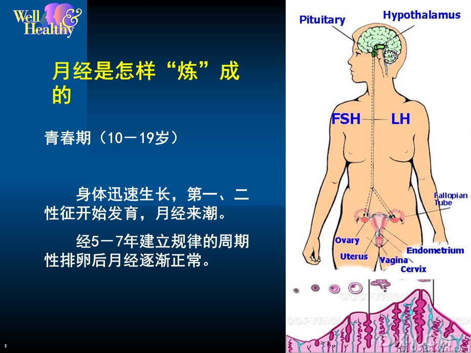 最新妇科保健讲座我该怎样呵护自己PPT文档.ppt_第3页