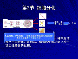 人教版教学课件细胞的分化课件5精选文档.ppt