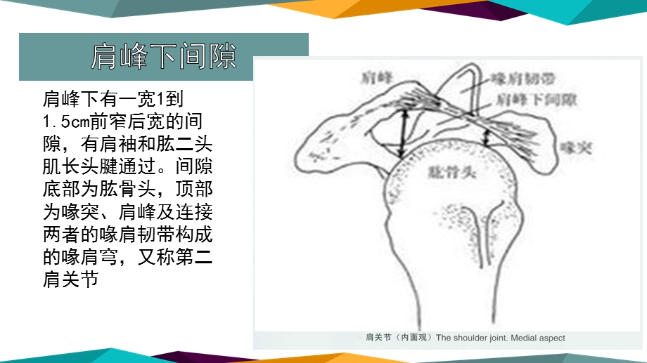 最新医学ppt肩关节镜下肩峰成形术PPT文档.pptx_第3页