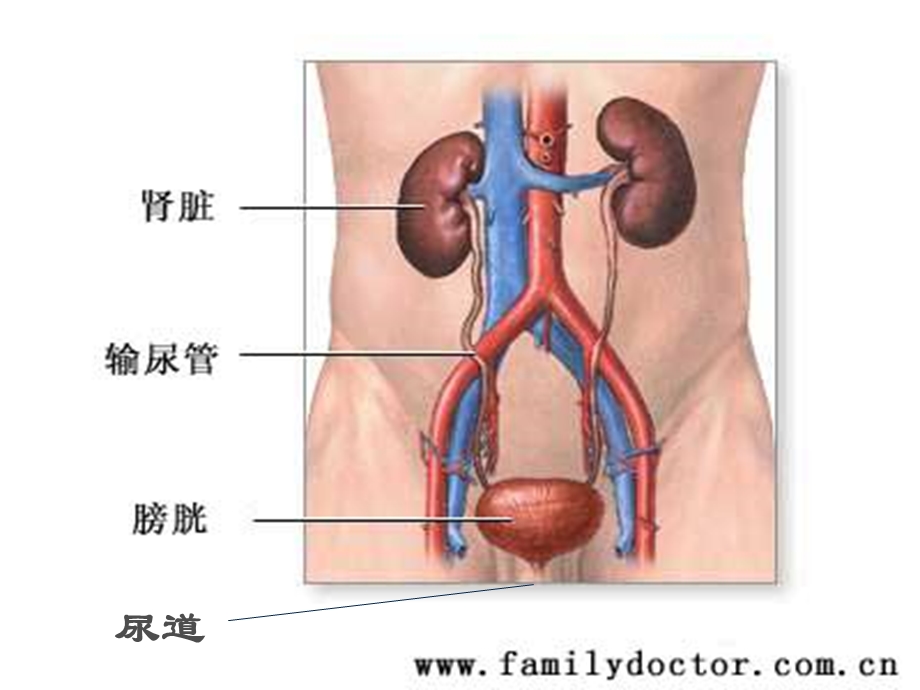 泌尿系统疾病病人的护理概述文档资料.ppt_第1页