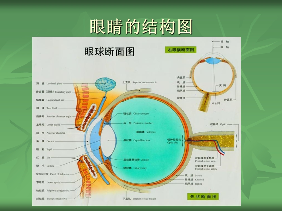 最新：常见的眼部疾病文档资料.ppt_第3页