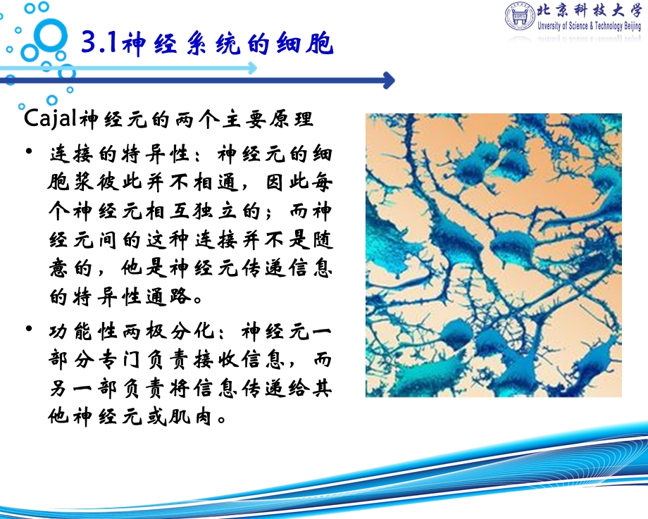 脑与认知科学第三章神经元文档资料.pptx_第3页