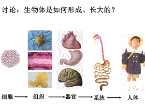 第二节细胞增殖与分裂文档资料.ppt