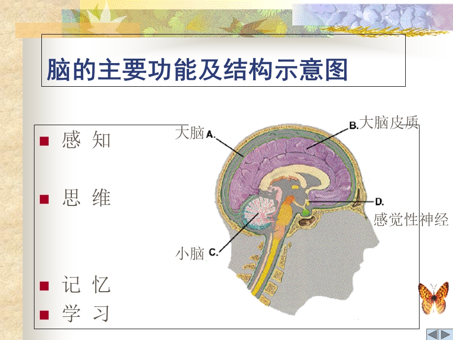 科学用脑初中主题班会文档资料.ppt_第3页