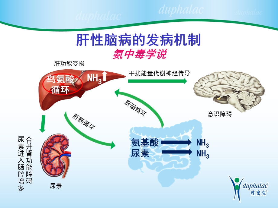 最新杜密克肝性脑病诊治ppt课件PPT文档.ppt_第3页