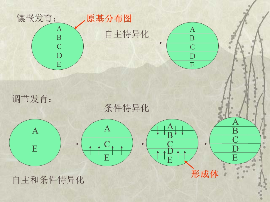 第二十四基因调控和细胞的分化发育名师编辑PPT课件.ppt_第3页