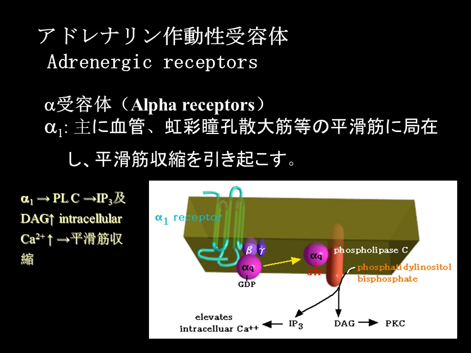 最新：拟抗肾上腺素药课件文档资料.ppt_第2页