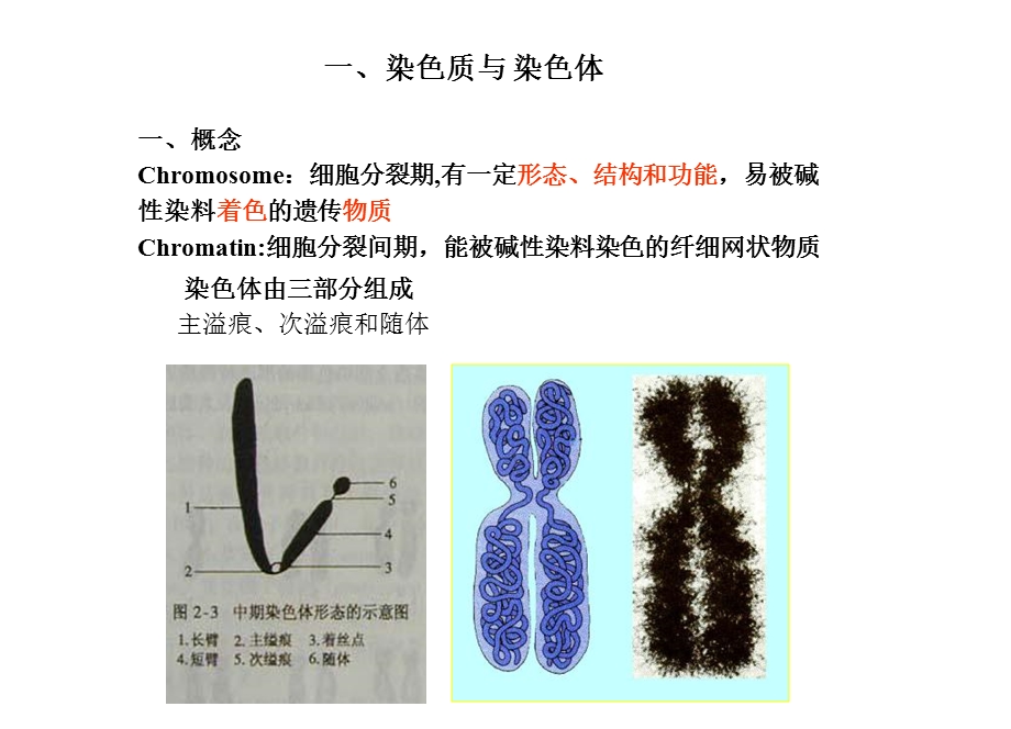 2遗传的细胞学基础2课时PPT文档资料.ppt_第2页