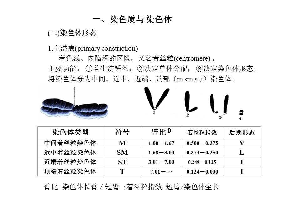 2遗传的细胞学基础2课时PPT文档资料.ppt_第3页