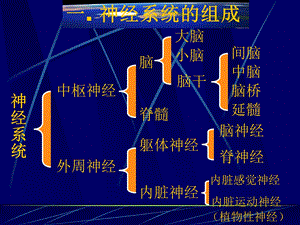 畜禽解剖学——神经系统文档资料.ppt