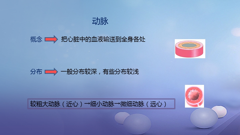 最新：七年级生物下册4.4.2血流的管道血管课件新版新人教版文档资料.ppt_第3页