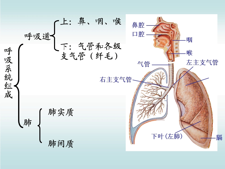 最新：人体解剖生理学——第四章 呼吸系统文档资料.ppt_第2页