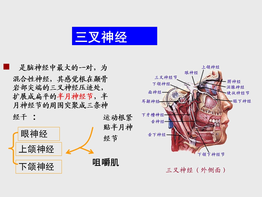 最新三叉神经和面神经ppt课件PPT文档.ppt_第3页