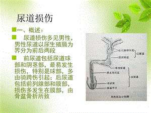 尿道损伤病人的护理精选文档.pptx