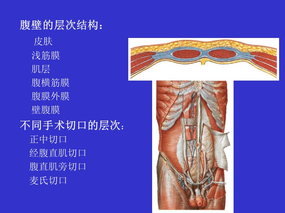 最新14单元腹膜腔的结构PPT文档.ppt_第1页