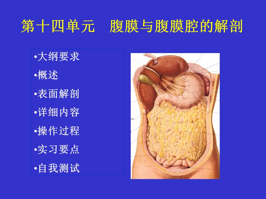 最新14单元腹膜腔的结构PPT文档.ppt_第2页