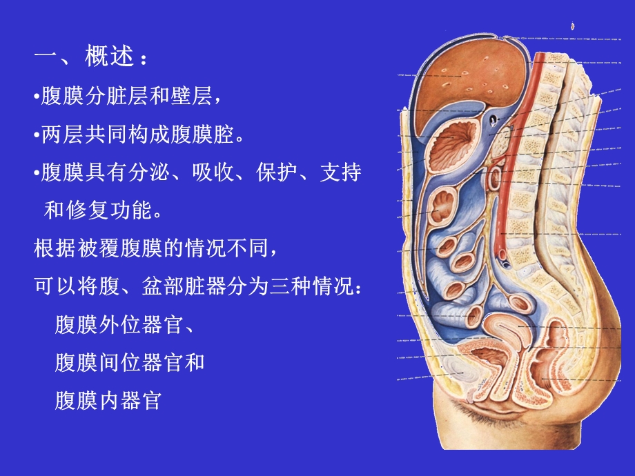 最新14单元腹膜腔的结构PPT文档.ppt_第3页