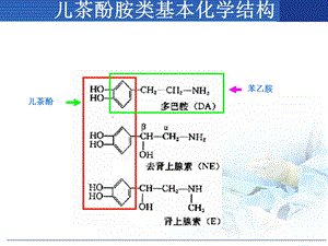 最新10肾上腺素激动药PPT文档.ppt