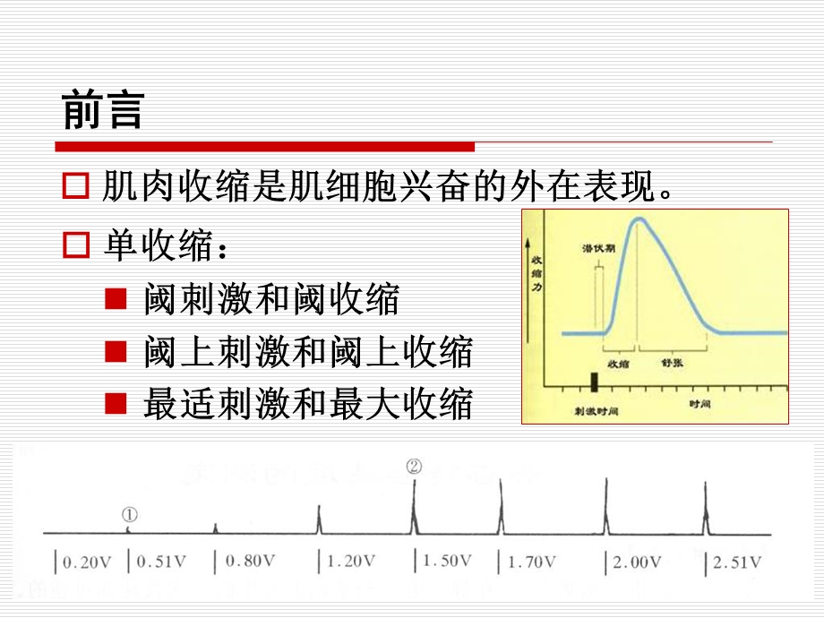 最新：3骨骼肌收缩文档资料.ppt_第3页