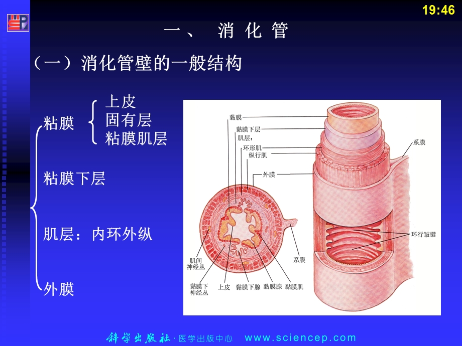 第七章消化系统人体解剖生理学文档资料.ppt_第3页