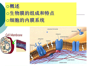 生物膜和细胞间信息传递一PPT文档.ppt