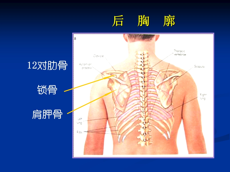 最新胸部的体格检查(精品课件)PPT文档.ppt_第3页